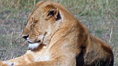 4K African Wildlife- The Most Fascinating Animal Moments of Nairobi National Park With Real Sounds