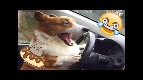 Funniest Animals XD - Best Of The 2021 Funny Animal Videos #2