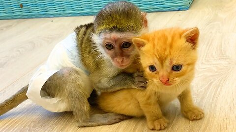 Monkey take care Cute baby cat. monkey and cat friend