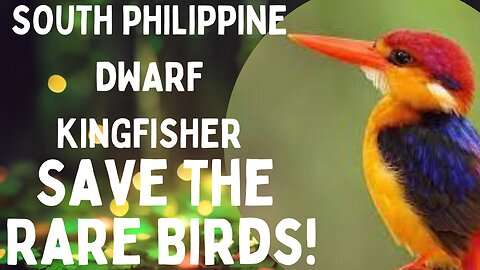 🌴 Discovering the Enchanting #SouthPhilippineDwarfKingfisher! 🦜✨
