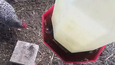 Best Way To Feed/Water Chickens Off-grid?!