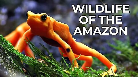 World of the Wild | Episode 1: The Amazon Rainforest