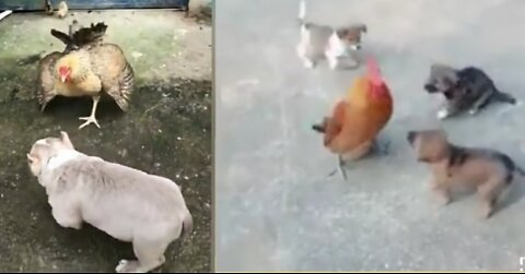 Chicken Vs dog fight - funny vedio