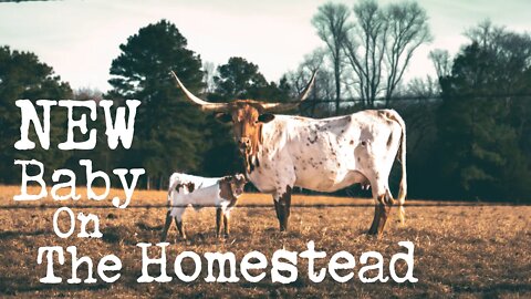 First Longhorn Calf! | Raising Longhorns in Texas | Longhorn Ranch | Homestead Work!