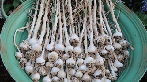 How to Plant Garlic - Growing in the Garden