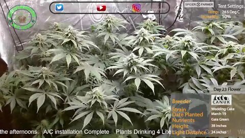 Growing Live - Wedding Cake by Canuk Seeds (Day23 Flower)