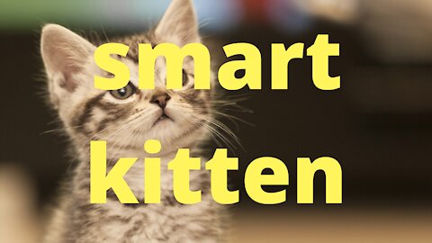smart kitten