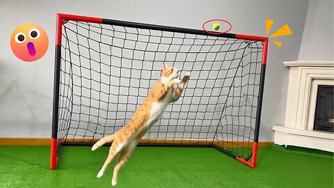 Goalkeeper Cat Training for 2024 FIFA WORLD CUP !! Epic Saves in Slow Motion!!