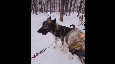 🙀🙀🙀🙀🙀Dog Cries Out In Happiness After Months Apart From Owner