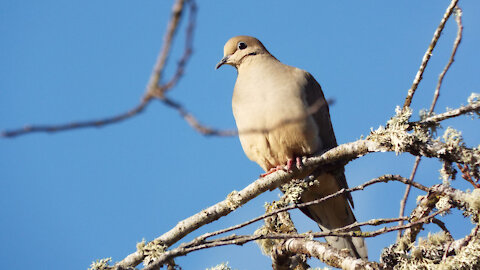 Mourning Dove