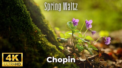 Chopin - Spring Waltz (Mariage d'Amour) - 4K