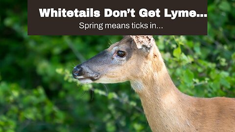 Whitetails Don’t Get Lyme Disease Because Their Blood Kills It