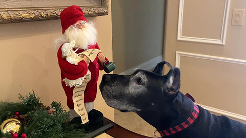 Funny Great Danes & Cat Check Out Santa's Christmas List