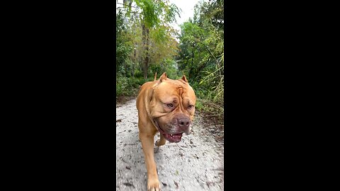 MASSIVE Pit Bull slow-mo action running through the jungle 🦁🌿