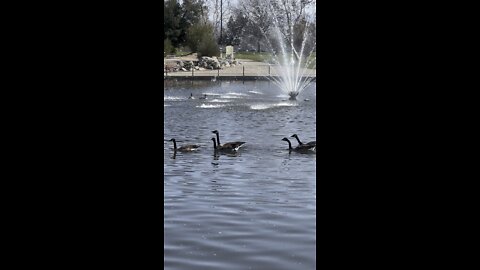 Geese Shower