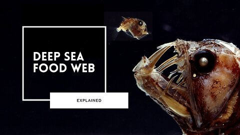 Exploring the Deep Sea Food Web | Nature World Explore