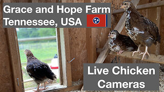 Live Chicken Camera from Grace and Hope Farm in Tennessee | Enjoy the Music and Relax