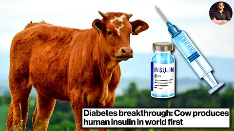 Diabetes Treatment Breakthrough! Cows With Human DNA Can Create Insulin!