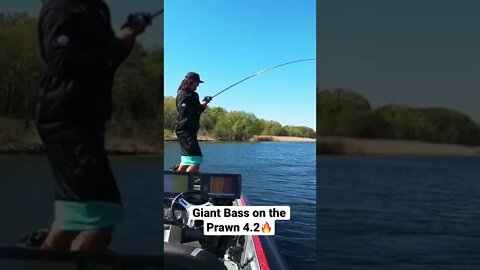 Ben Milliken Catches GIANT Bass on the Prawn 4.2 #shorts #fishing #6thsensefishing #bassfishing