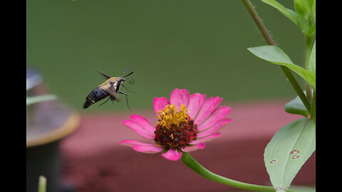 Hummingbird Moth