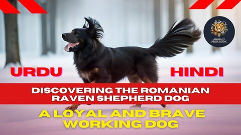 Romanian Raven Shepherd Dog | A Loyal and Brave Working Dog | Urdu & Hindi