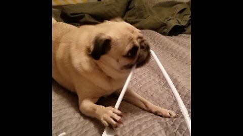 Pug vs Coat Hanger