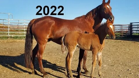 Foals 2022 | Baby Horses | Tennessee Walking Horse | Hashknife Ranch