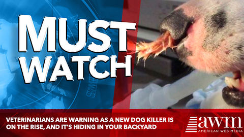 Veterinarians Are Warning As A New Dog Killer Is On The Rise, And It’s Hiding In Your Backyard