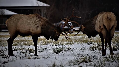 Great smoky mountains Elk 🤍