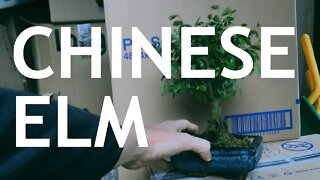 Buying a Chinese Elm Bonsai From Amazon