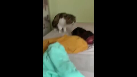 Funniest cats and dogs moments pt. 2 😂