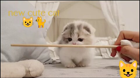 Cute cat 🐈😺 || new cat video