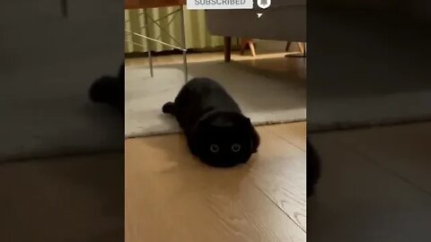 cute cat videos 😹 funny videos 😂 1056😻
