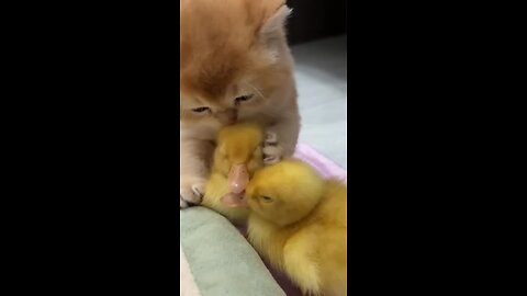 🤣The_kitten_is_deeply_in_love_with_the_duckling!_