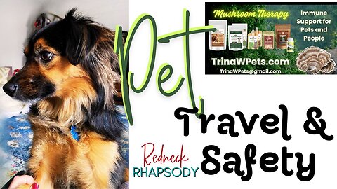 How To Travel Safely With Your Pet? What Are the Top Do's nd Don'ts?