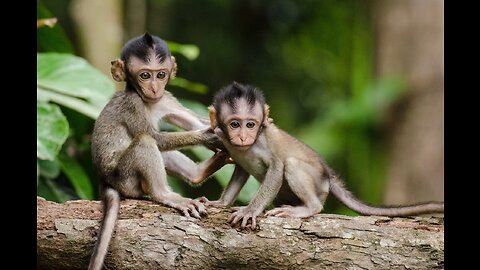 Feeding banana monkeys in bali, Indonesia