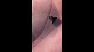 Shark tooth