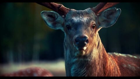 Deer - scenic relaxation film with calming music