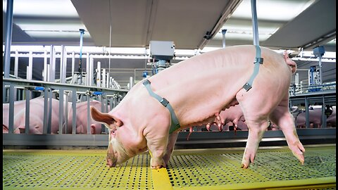 🐷💰 Modern Pig Farming and High-Tech Transportation: Inside a Million Dollar Pig Processing Factory