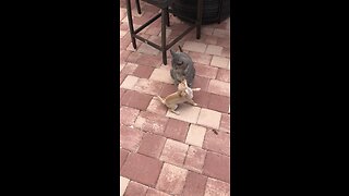 Crazy Chihuahua Puppy Attempts To Play With Cat