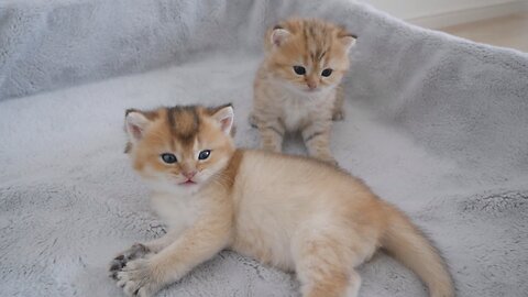 Fluffy Frenzy 😺🐈 the cutest kitten fight ever!