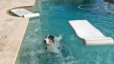 Great Dane swims and shakes in slow motion