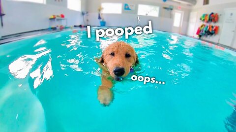 DOG POOPED IN SWIMMING POOL