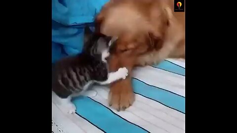 @Cat and dog freindship Dog and cat pure love 😘