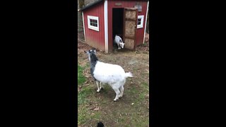 Feeding goats