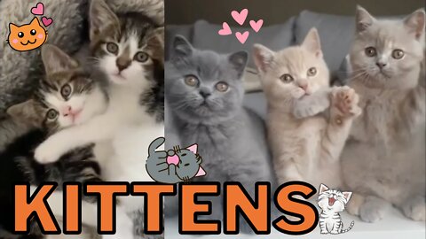 Cute Kittens Compilation Vol. 3 - Precious, Fluffy Kittens Will Make You Say "Aww"