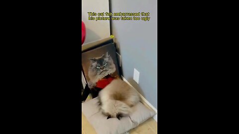 So funny#catsoftiktok #cat #funny #cute #pet #foryou #fyp