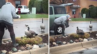 Woman gives all her best to remove mom goose and babies from risky place