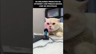 O gato digital influencer 🤣🤣