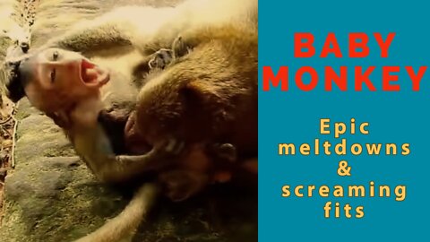 Baby monkey epic tantrums and meltdowns